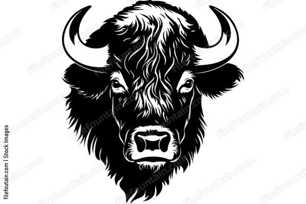 American Bison