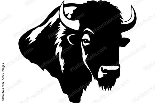 American Bison