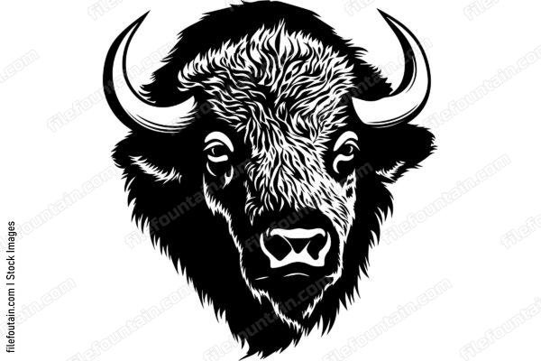 American Bison