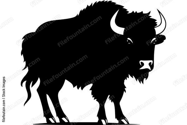 American Bison