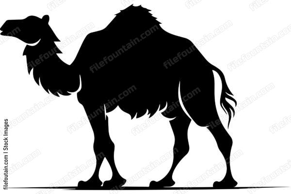Bactrian Camel
