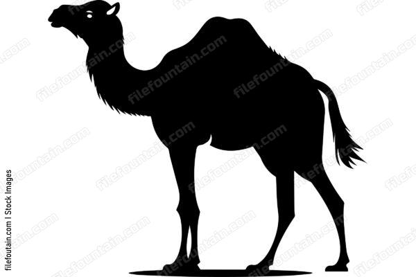 Bactrian Camel