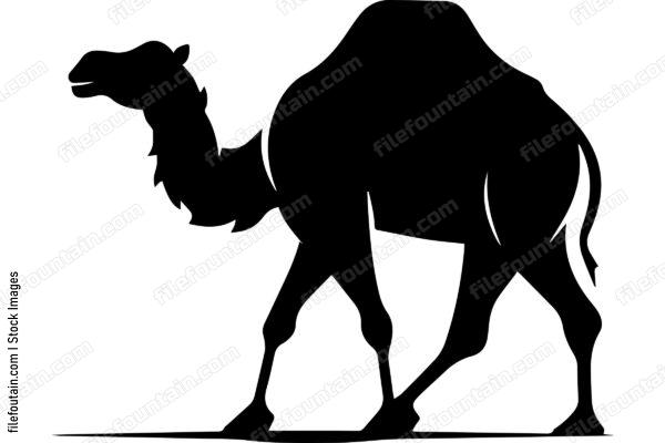 Bactrian Camel
