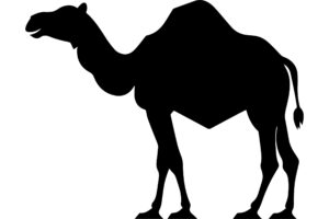 Bactrian Camel