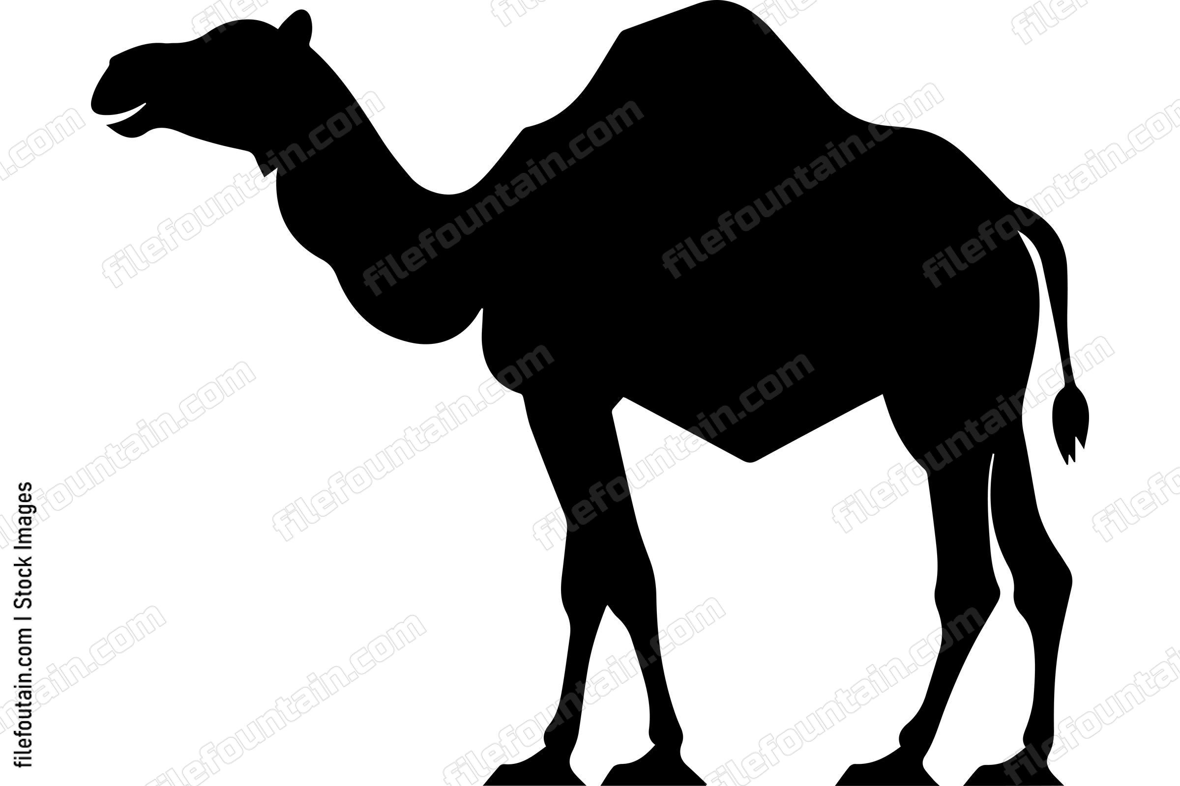 Bactrian Camel