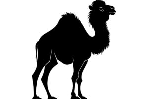 Bactrian Camel