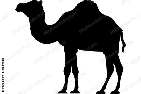Bactrian Camel