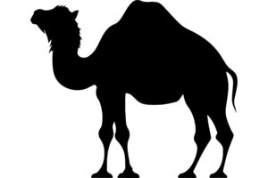 Bactrian Camel