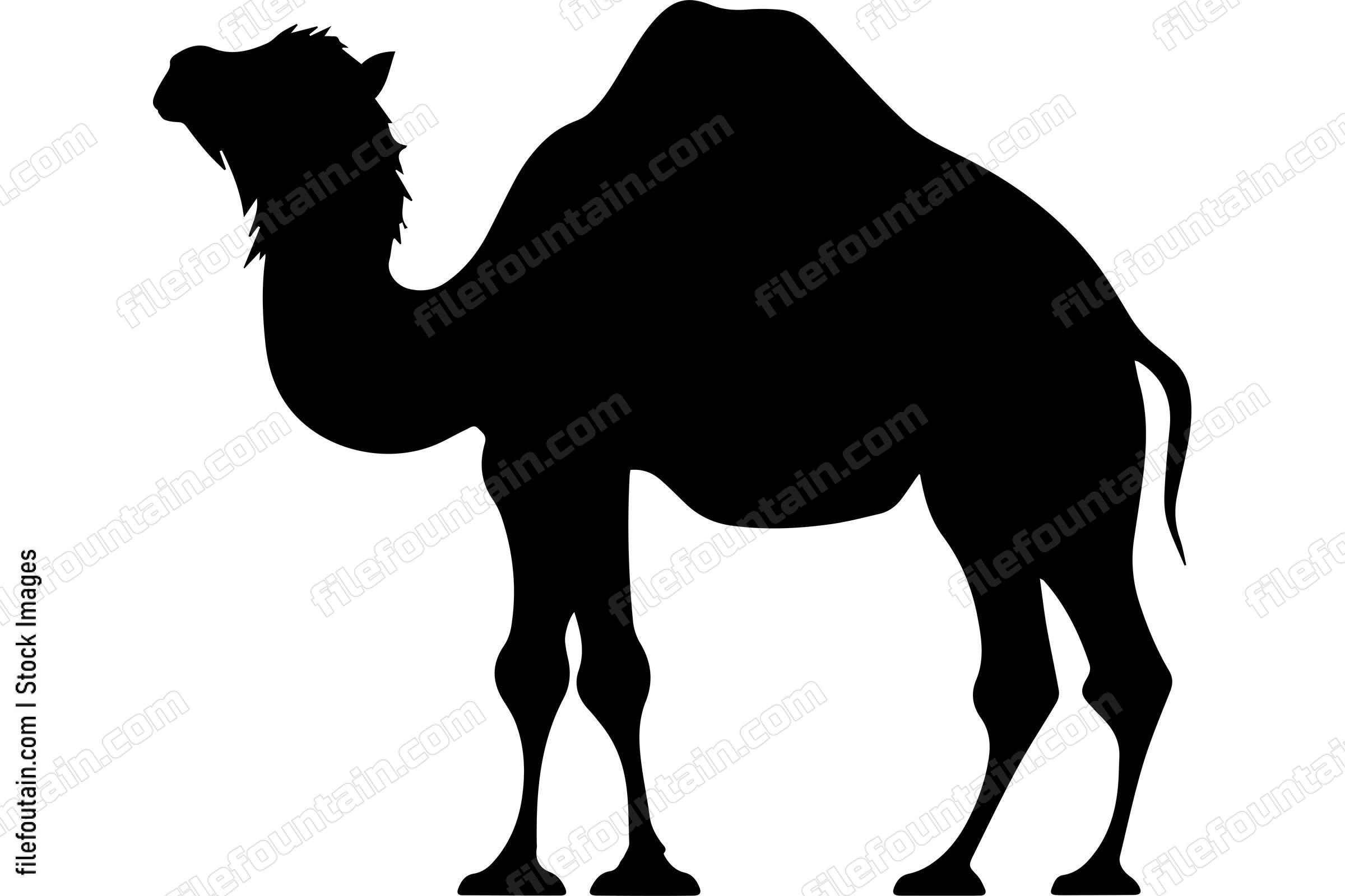 Bactrian Camel