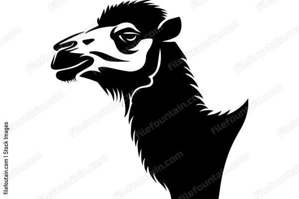 Bactrian Camel