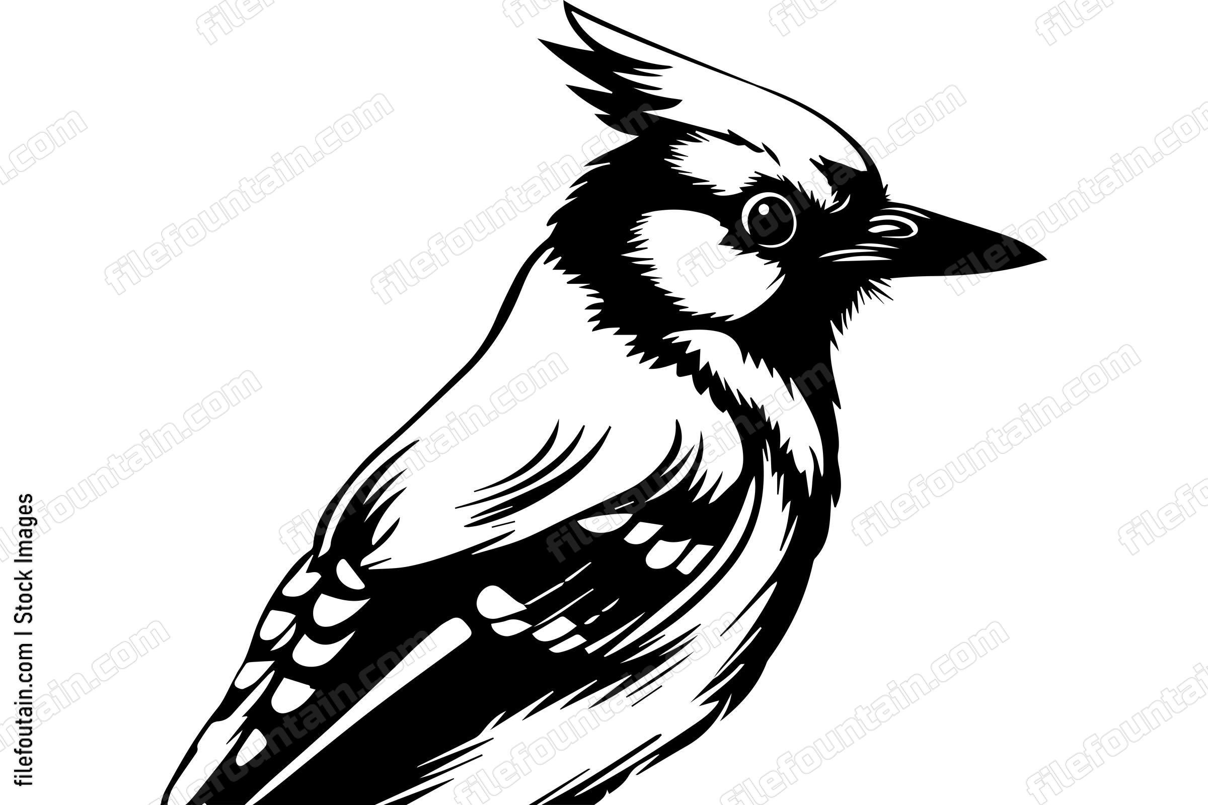 Blue Jay