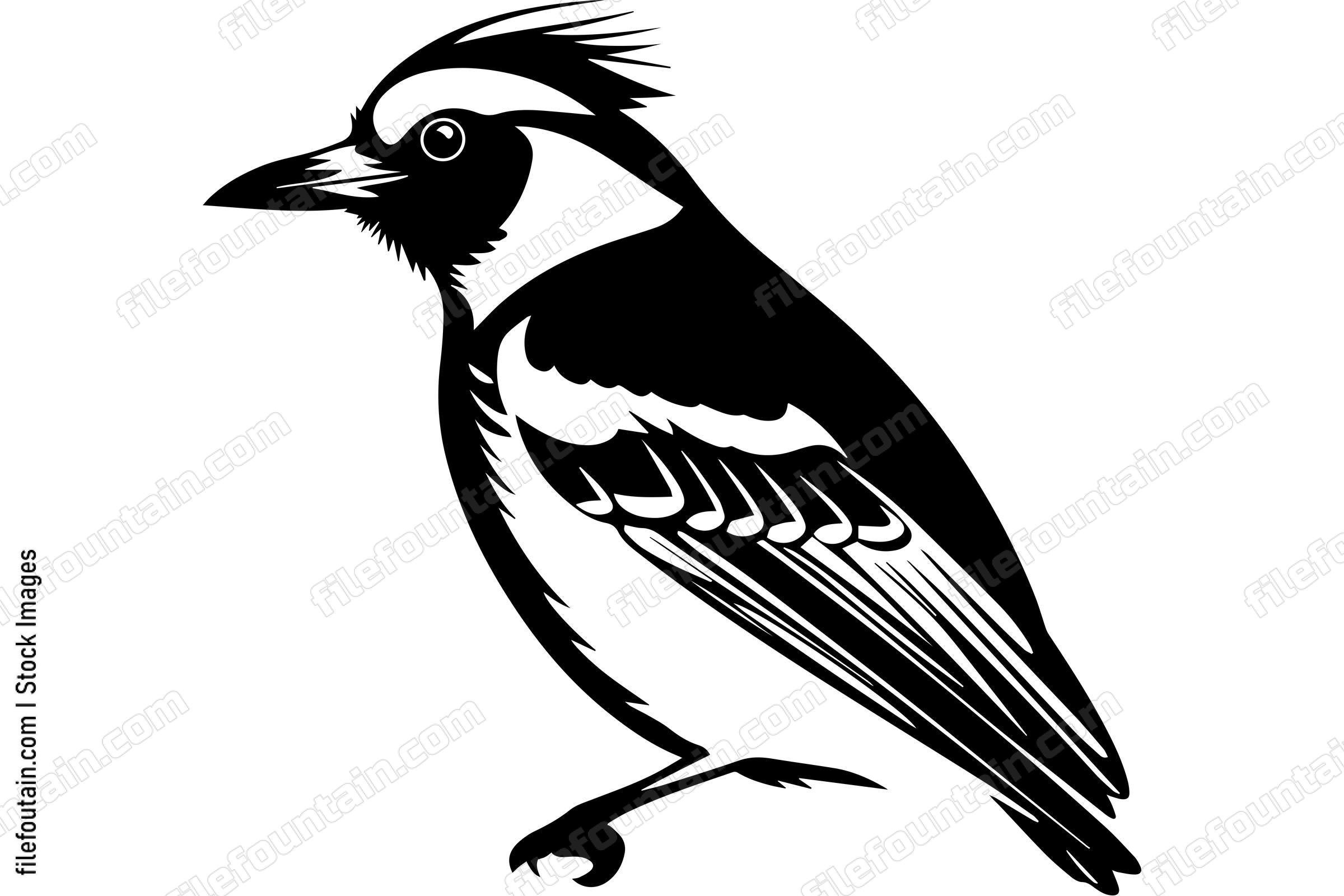 Blue Jay