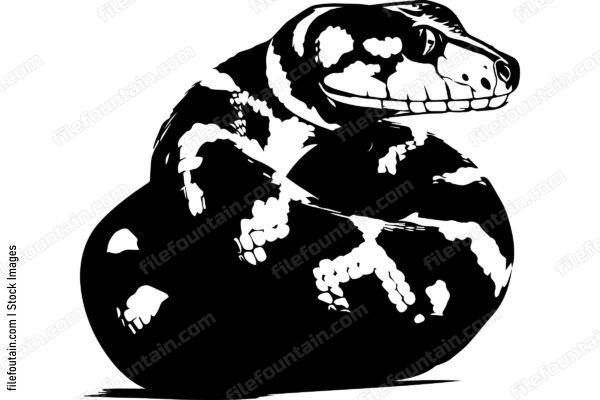Boa Constrictor
