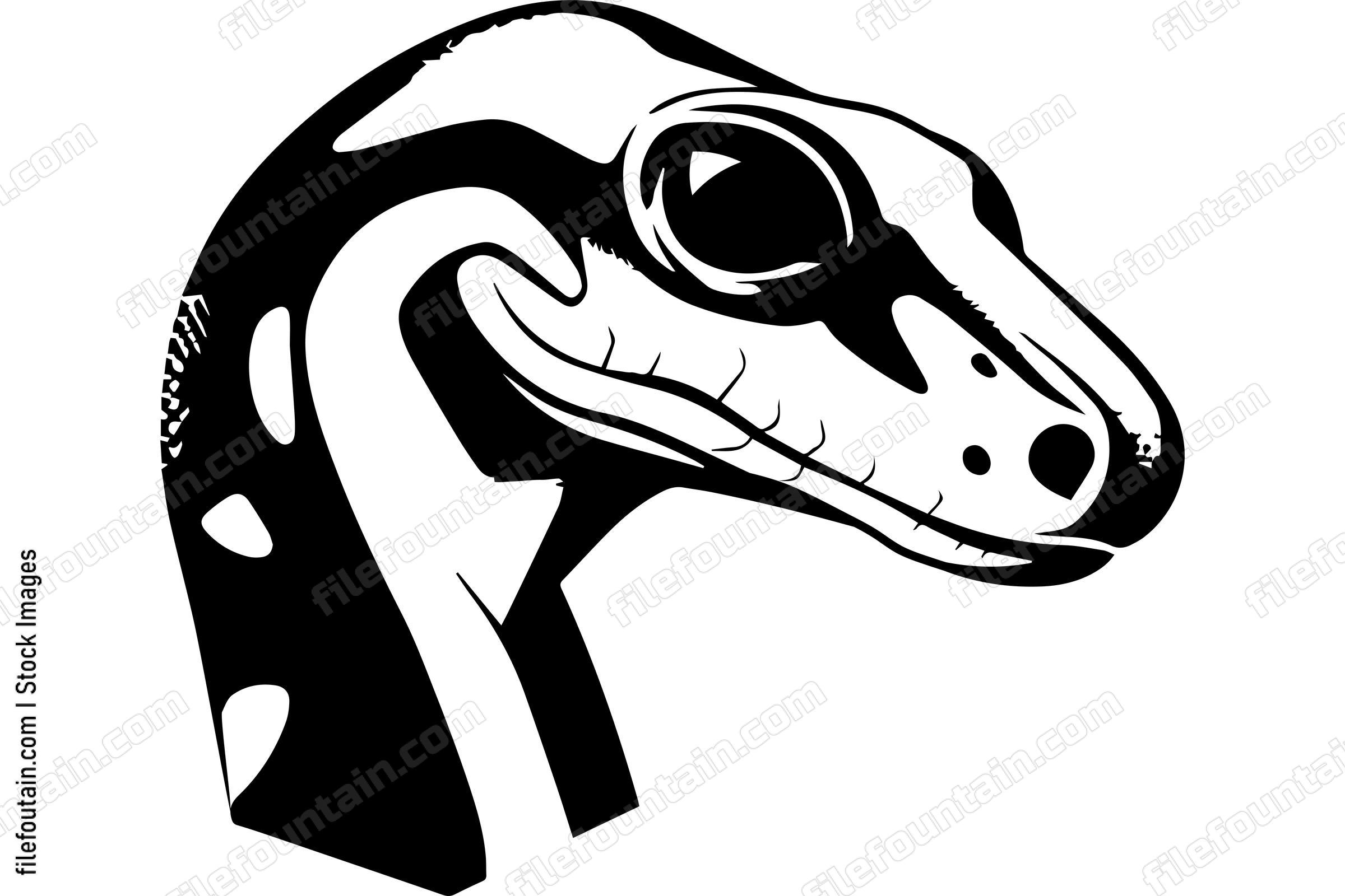 Boa Constrictor