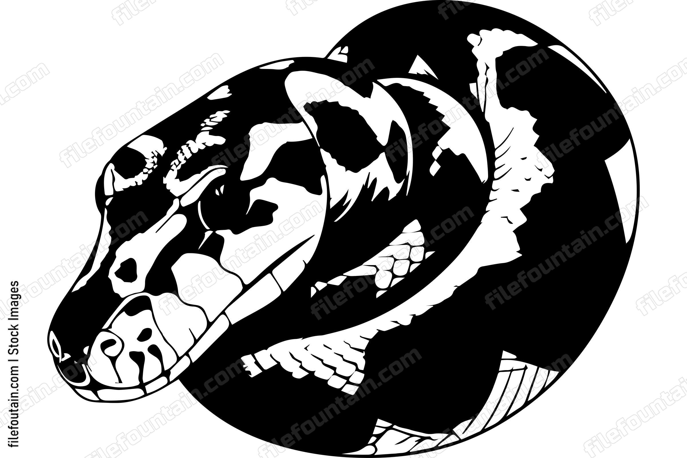 Boa Constrictor