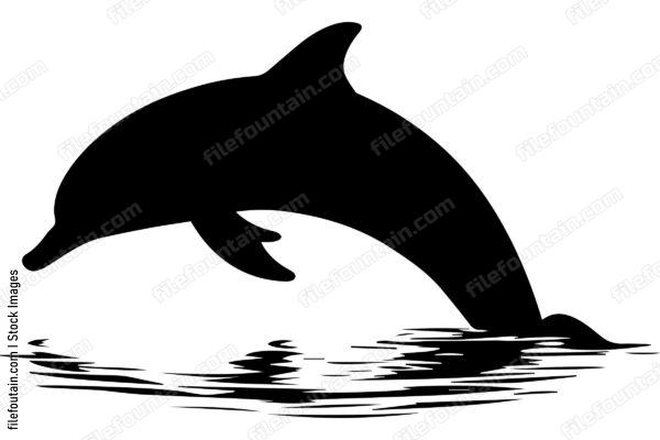 Bottlenose Dolphin