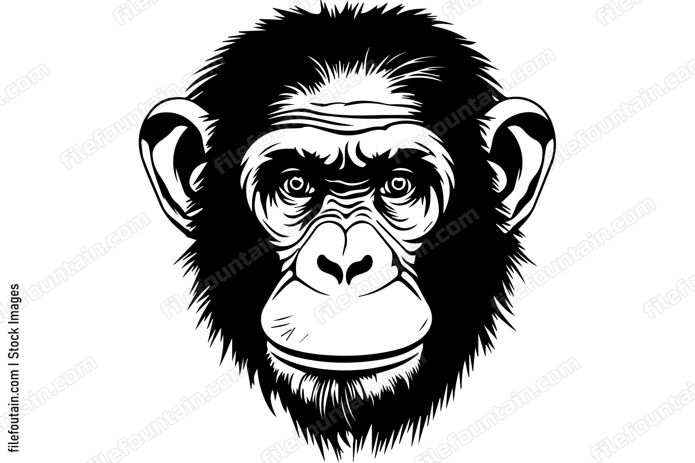 Chimpanzee