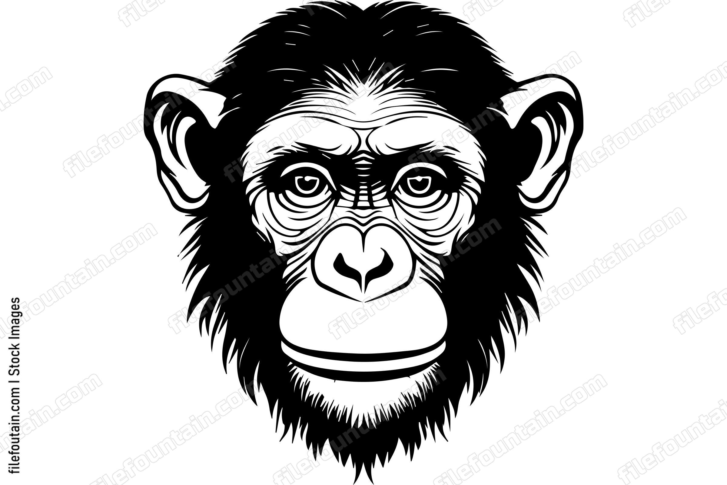 Chimpanzee