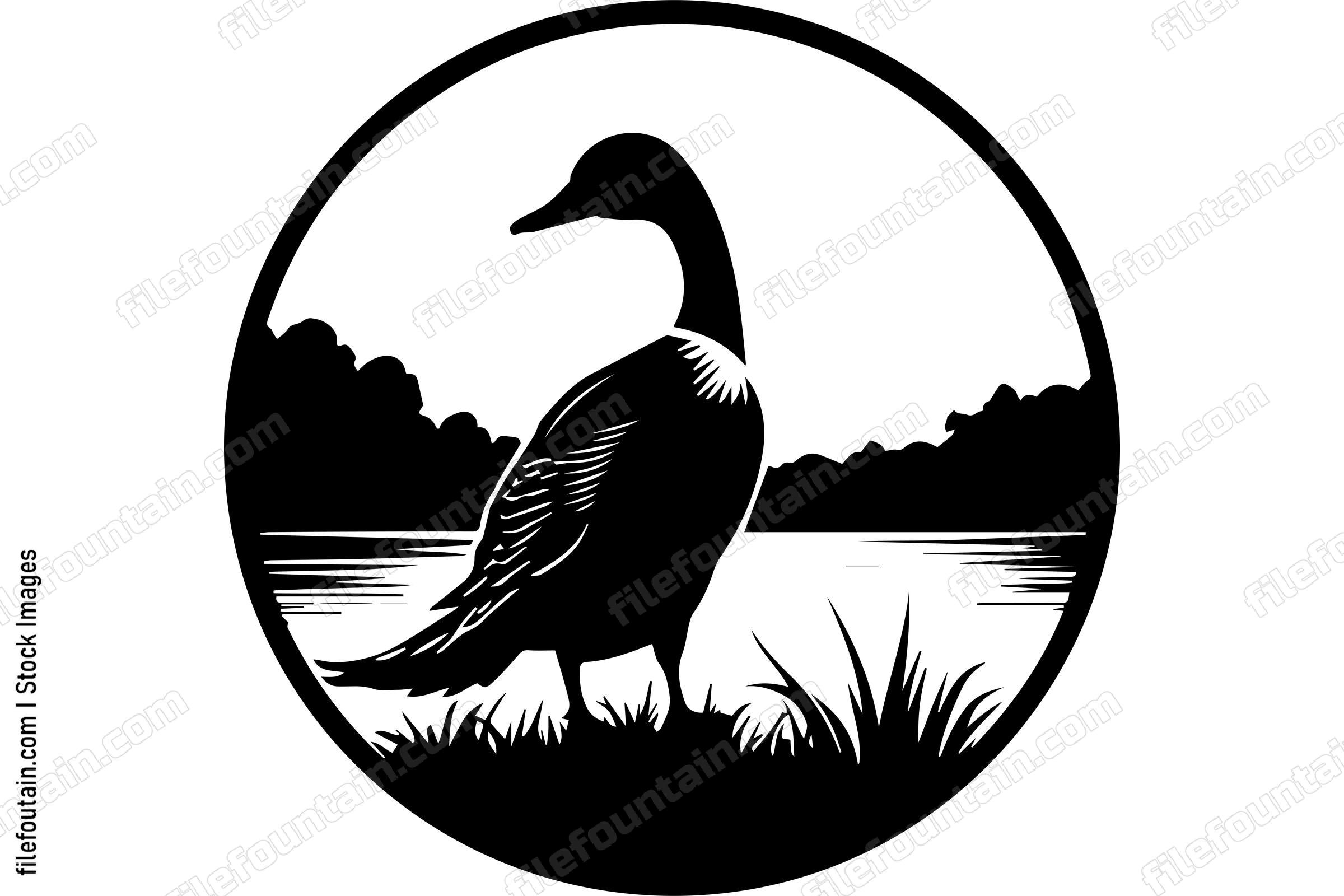 Duck Wildlife