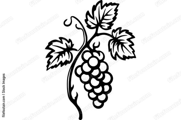 Grape Vine