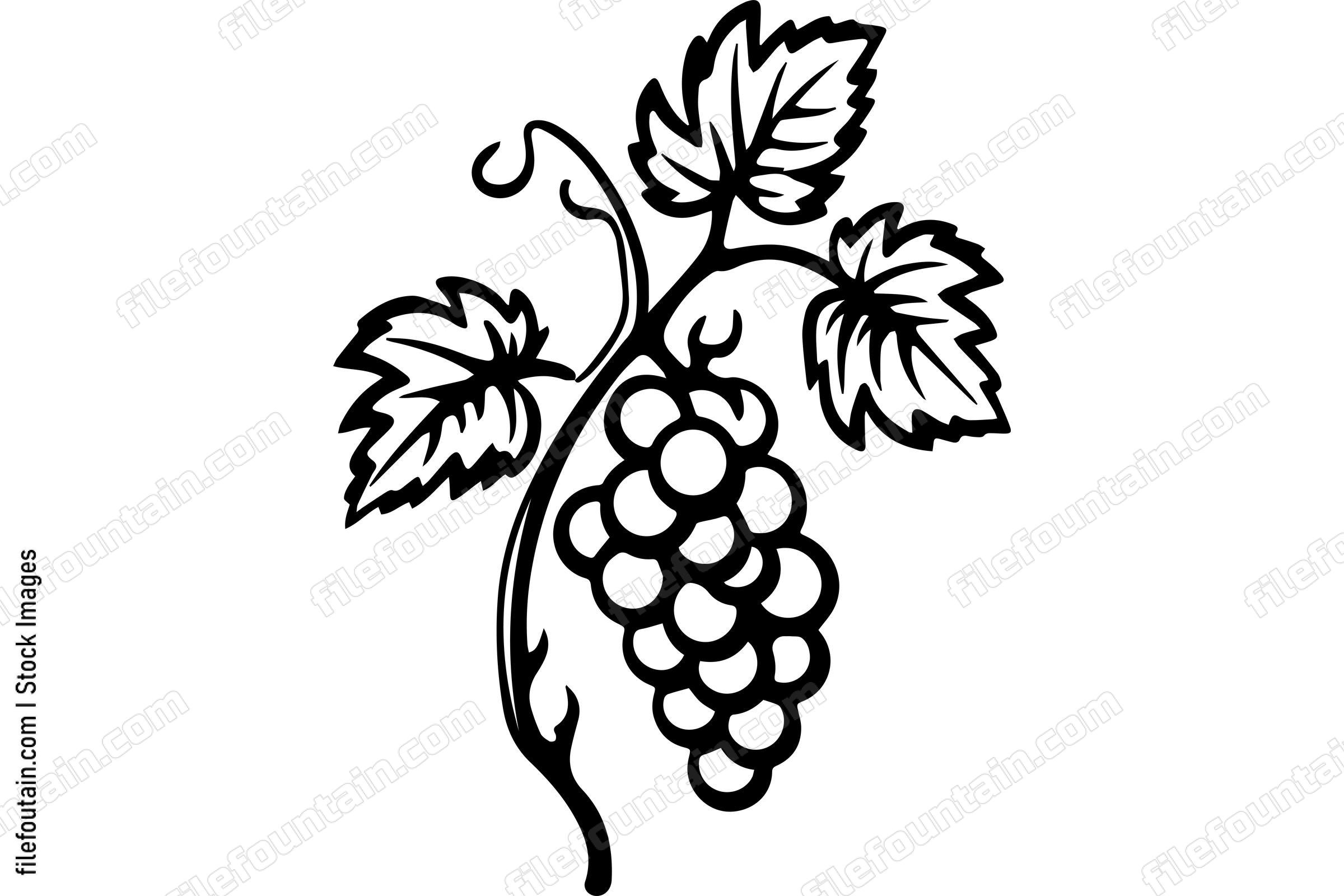 Grape Vine