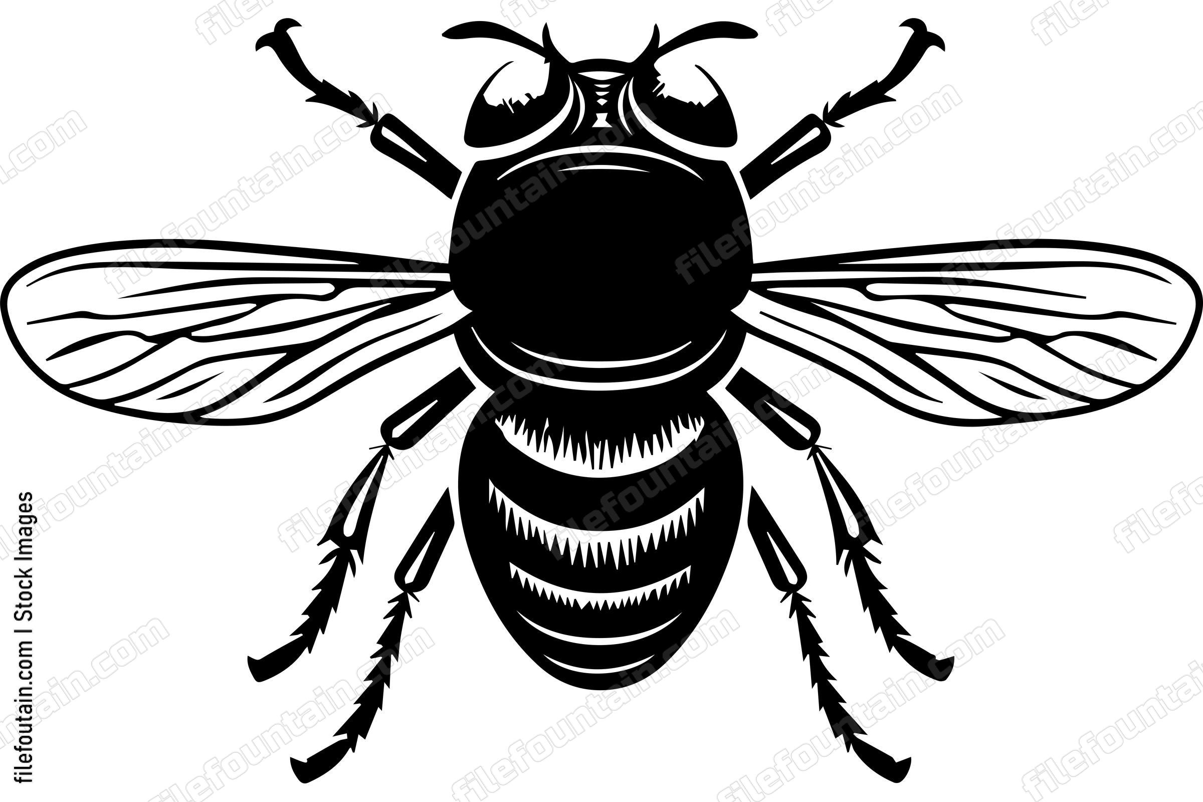 Housefly
