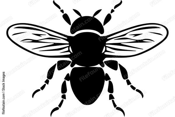 Housefly