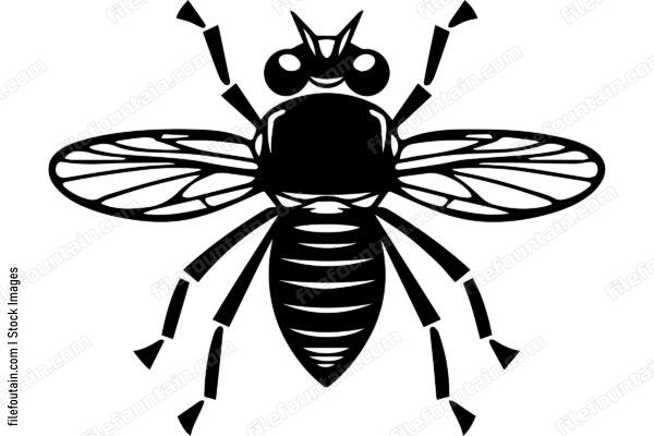 Housefly