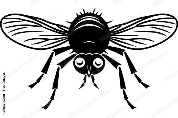 Housefly