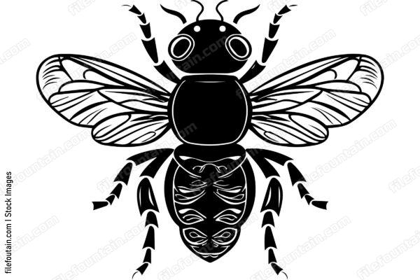 Housefly