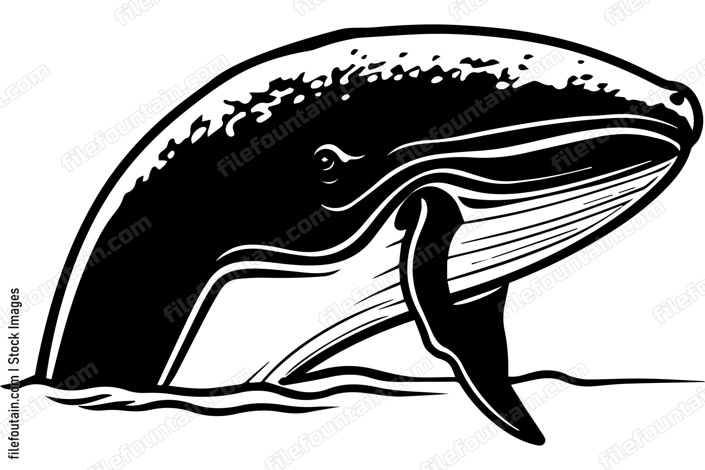 Humpback Whale