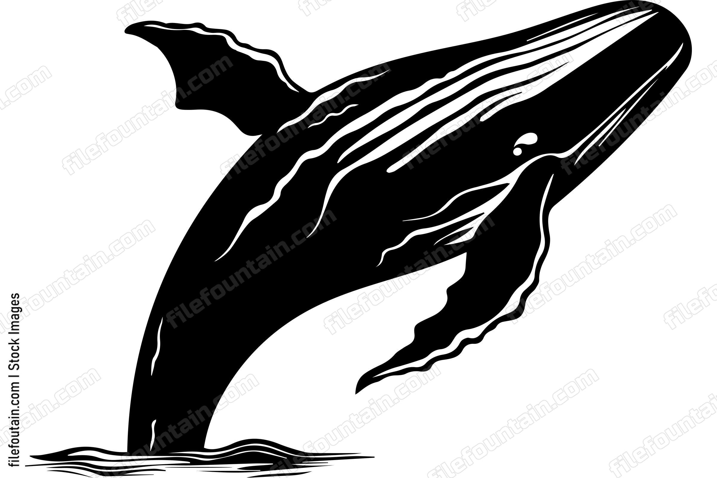 Humpback Whale