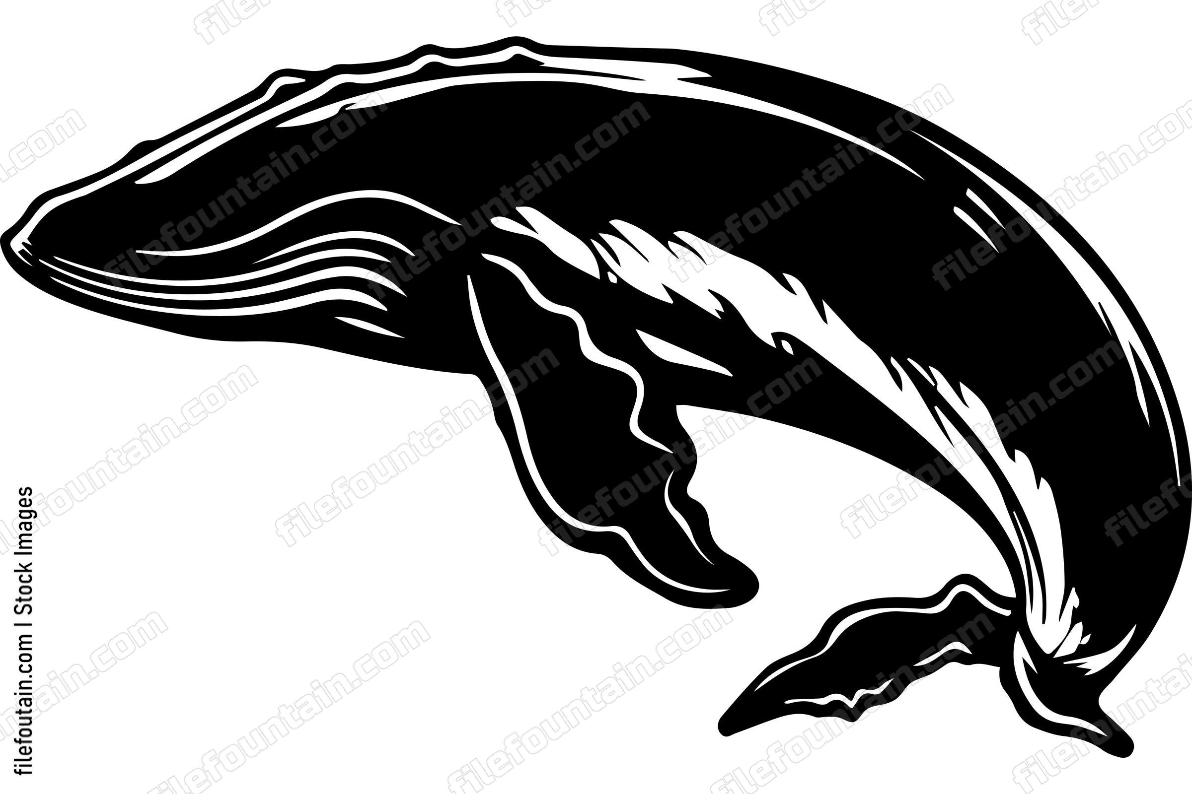 Humpback Whale