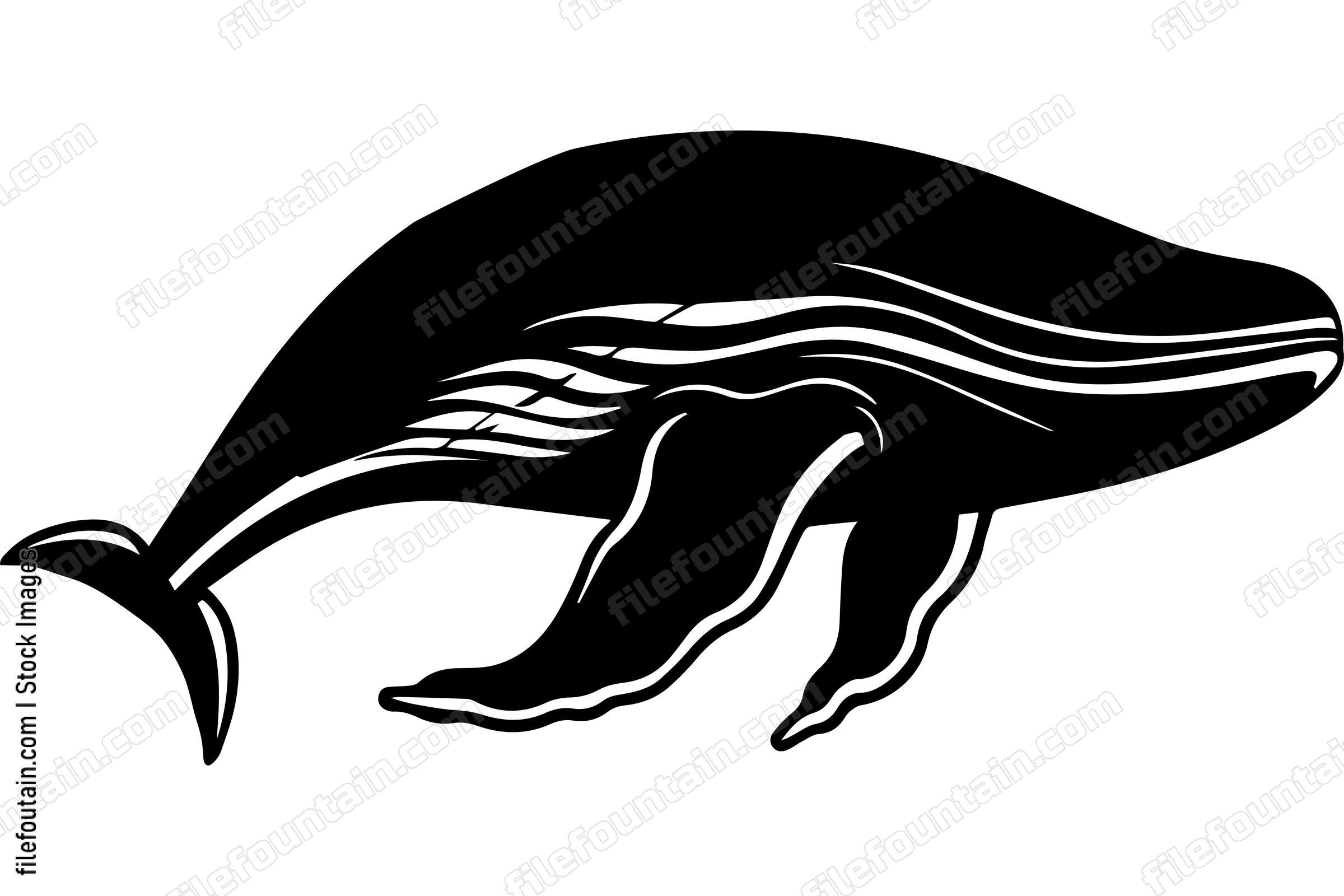 Humpback Whale