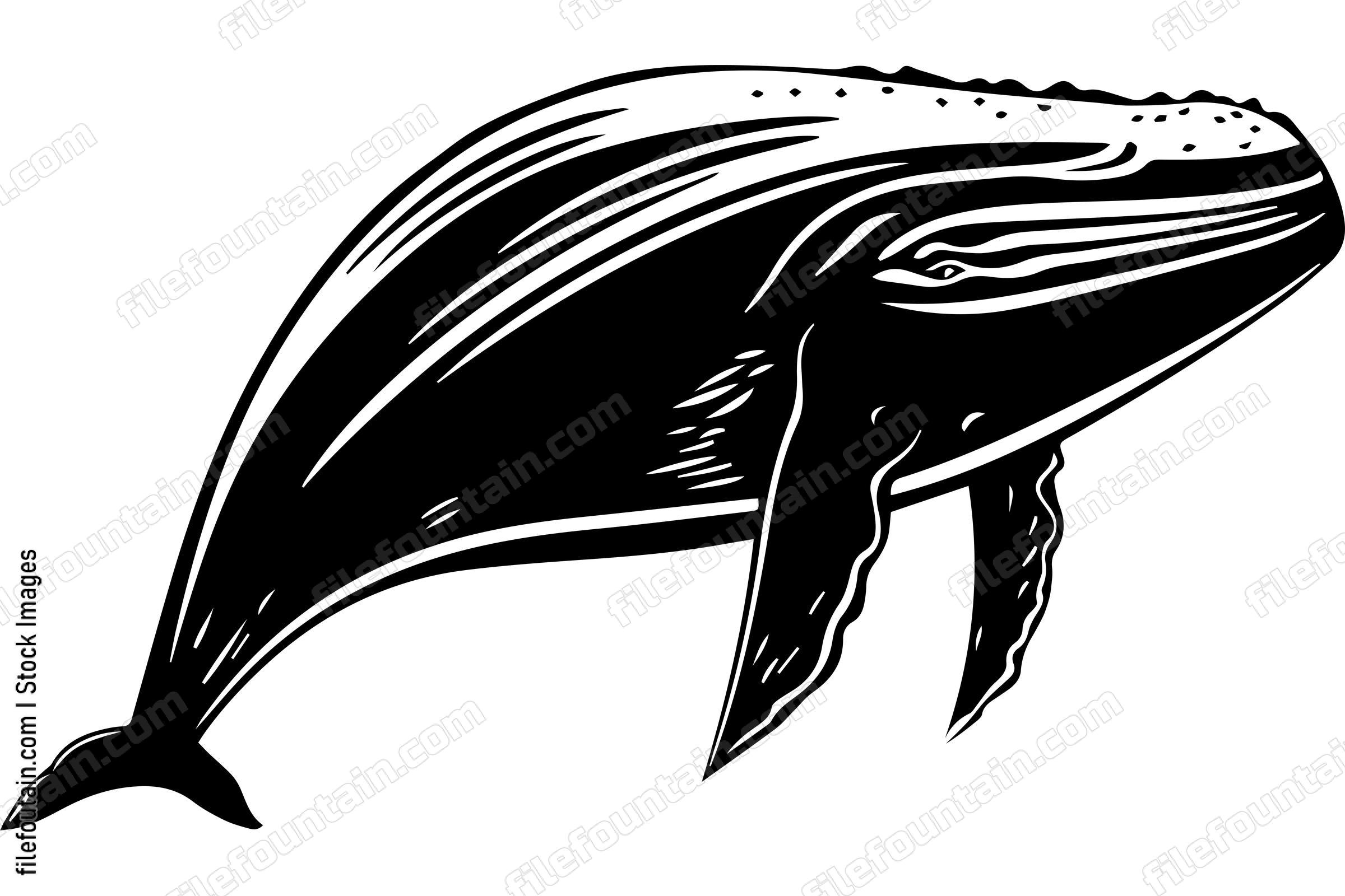 Humpback Whale