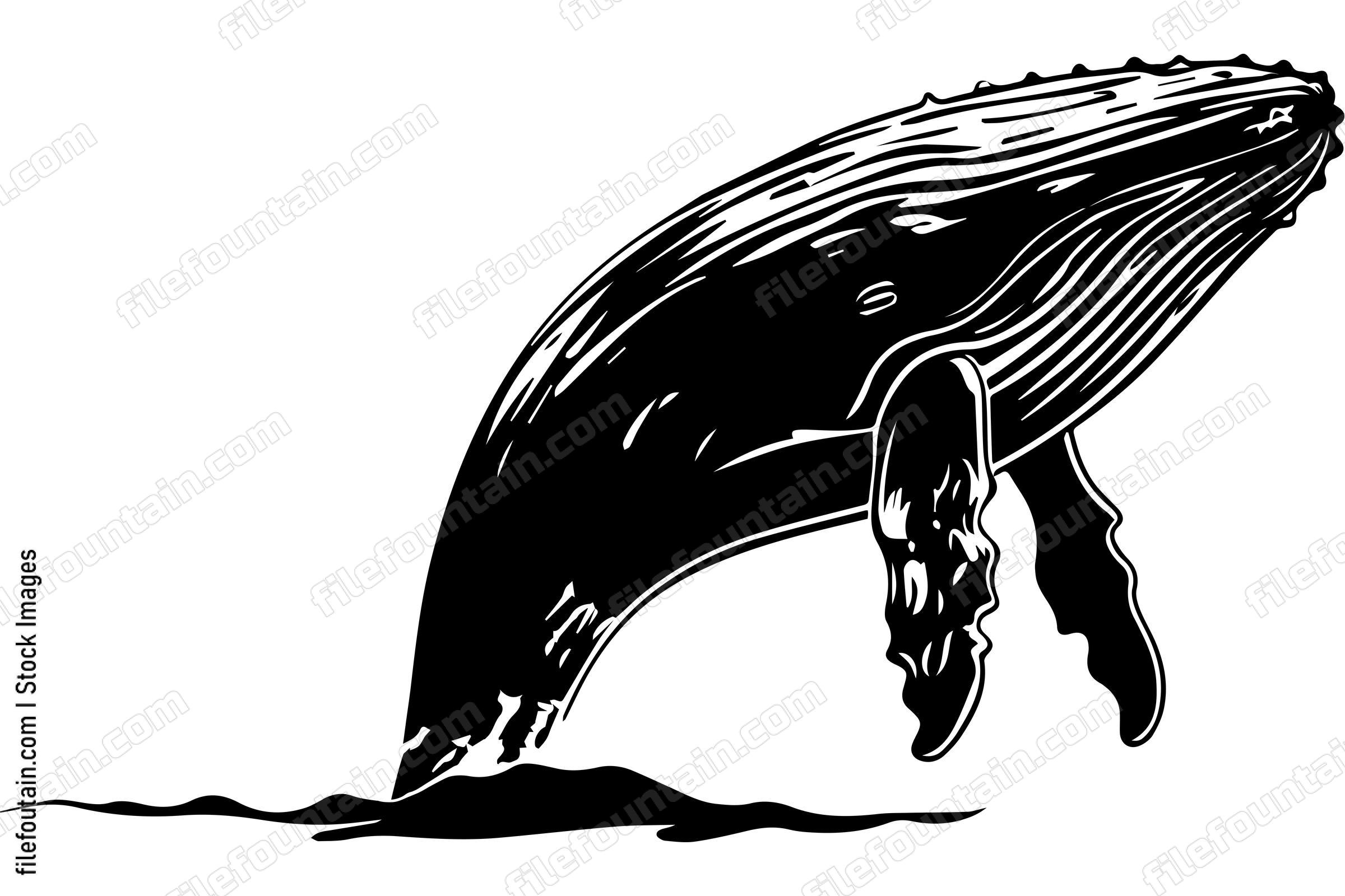 Humpback Whale