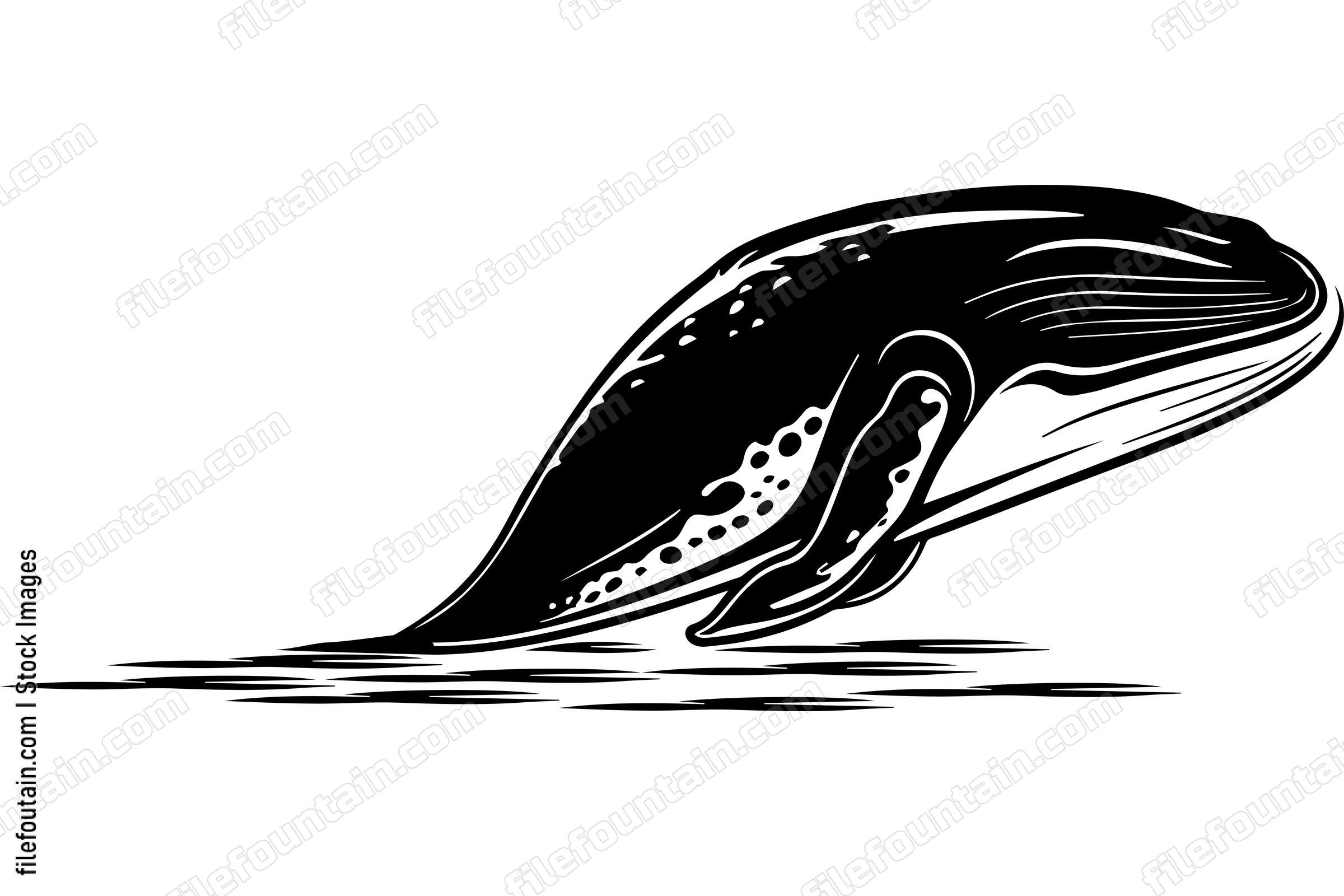Humpback Whale