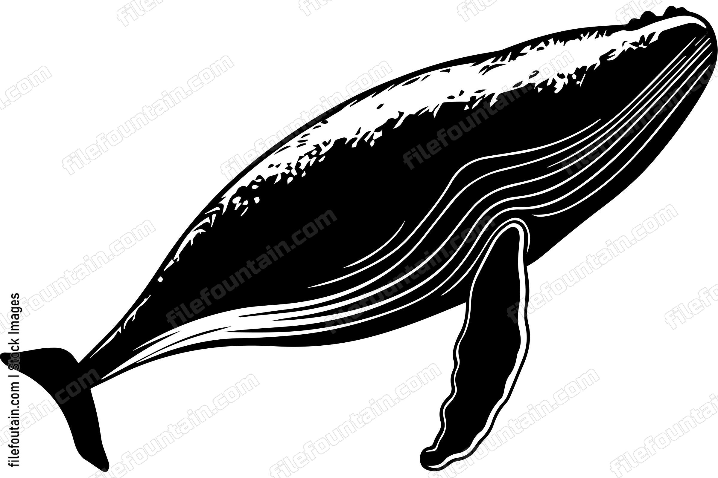 Humpback Whale