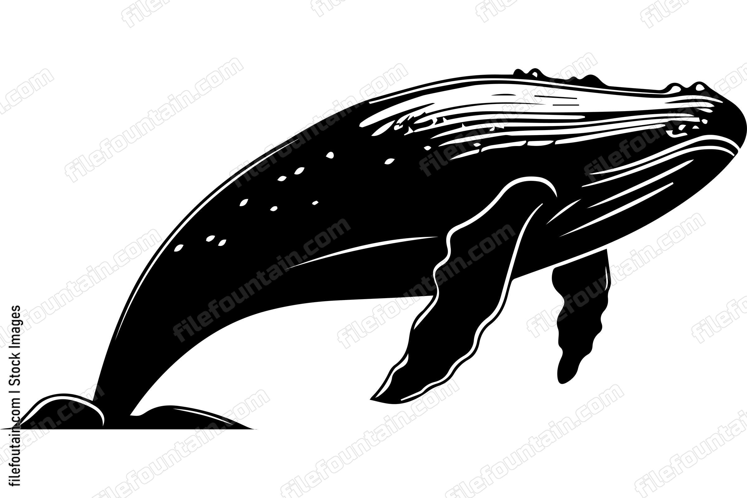 Humpback Whale