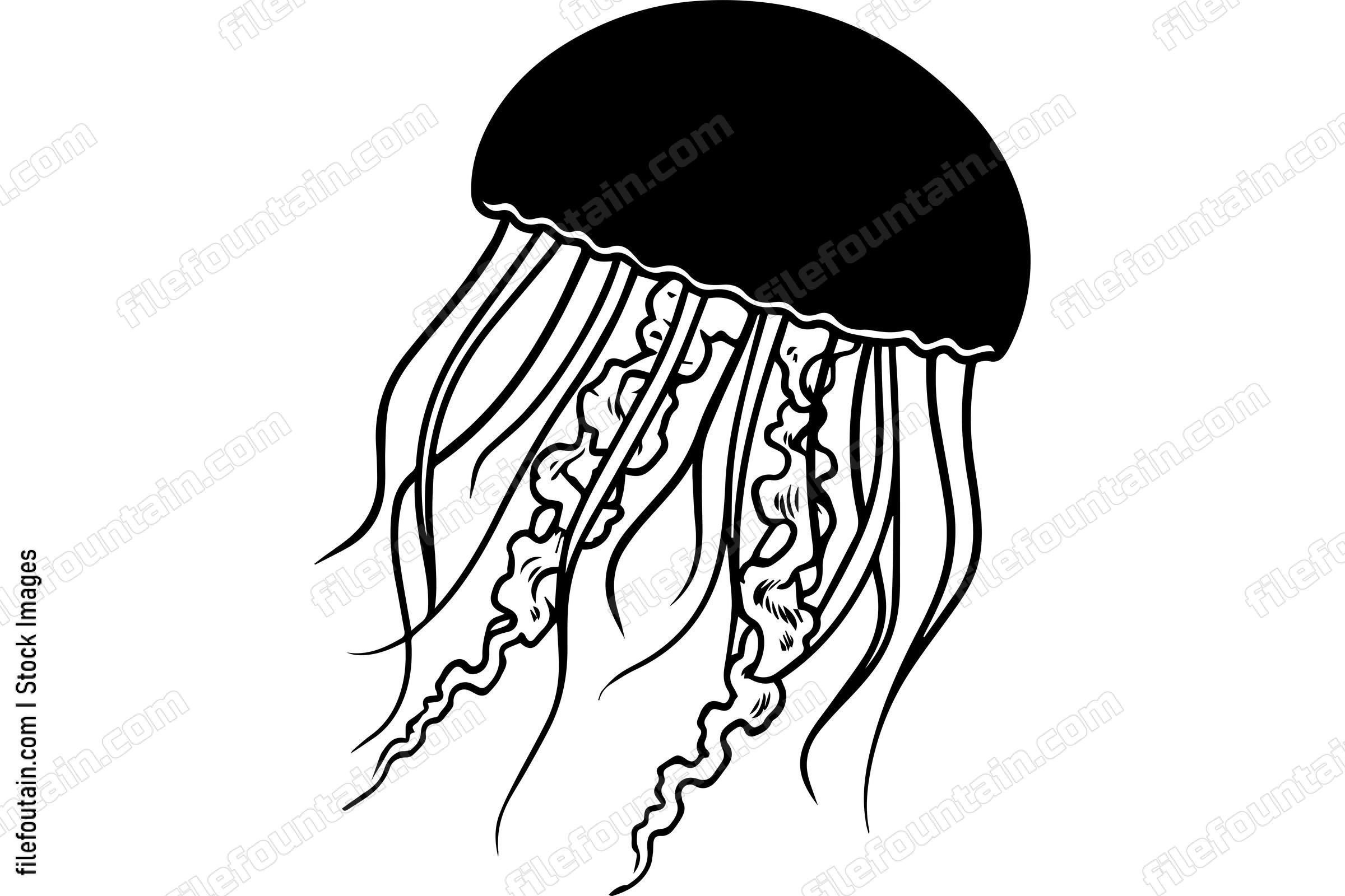 Jellyfish