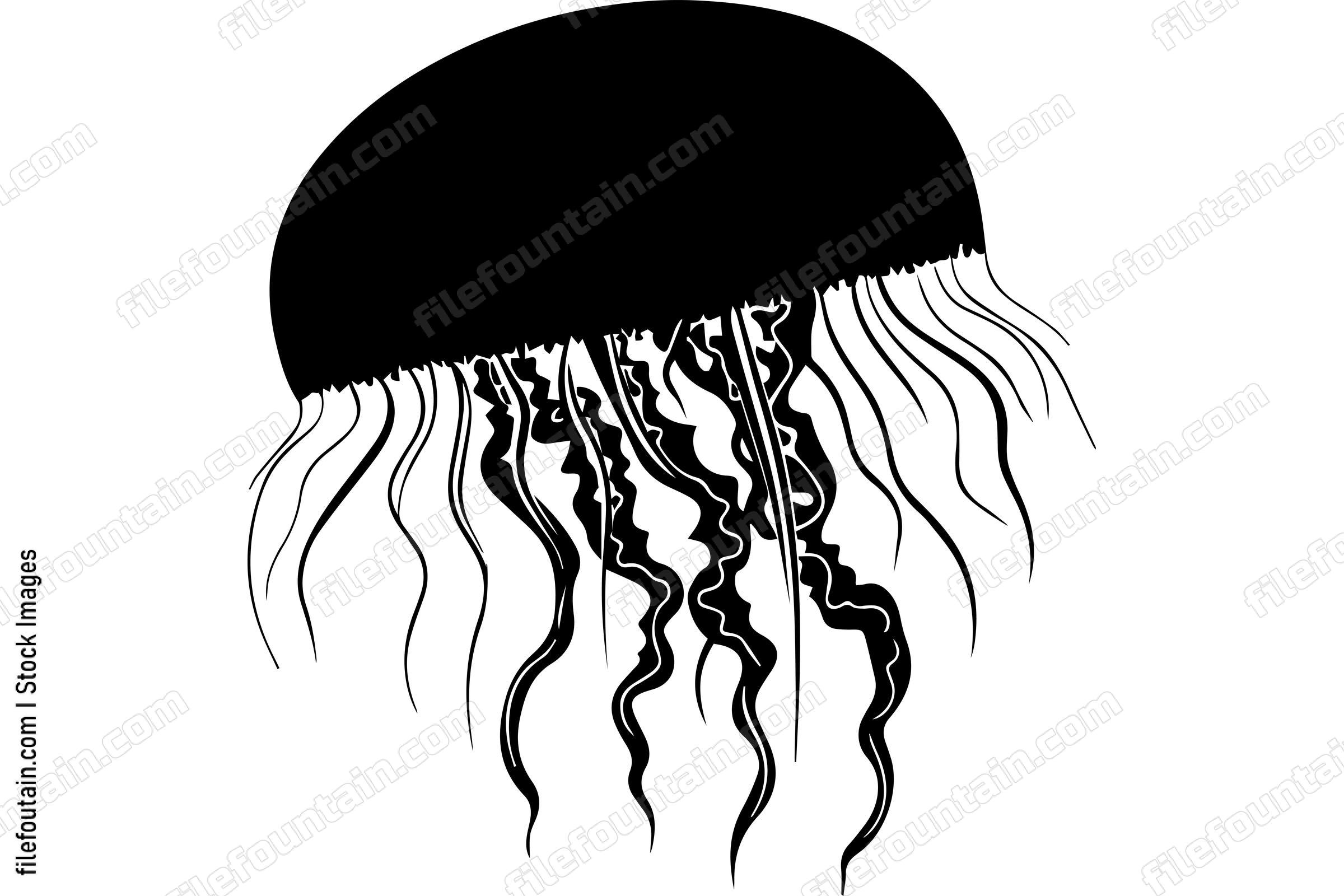 Jellyfish