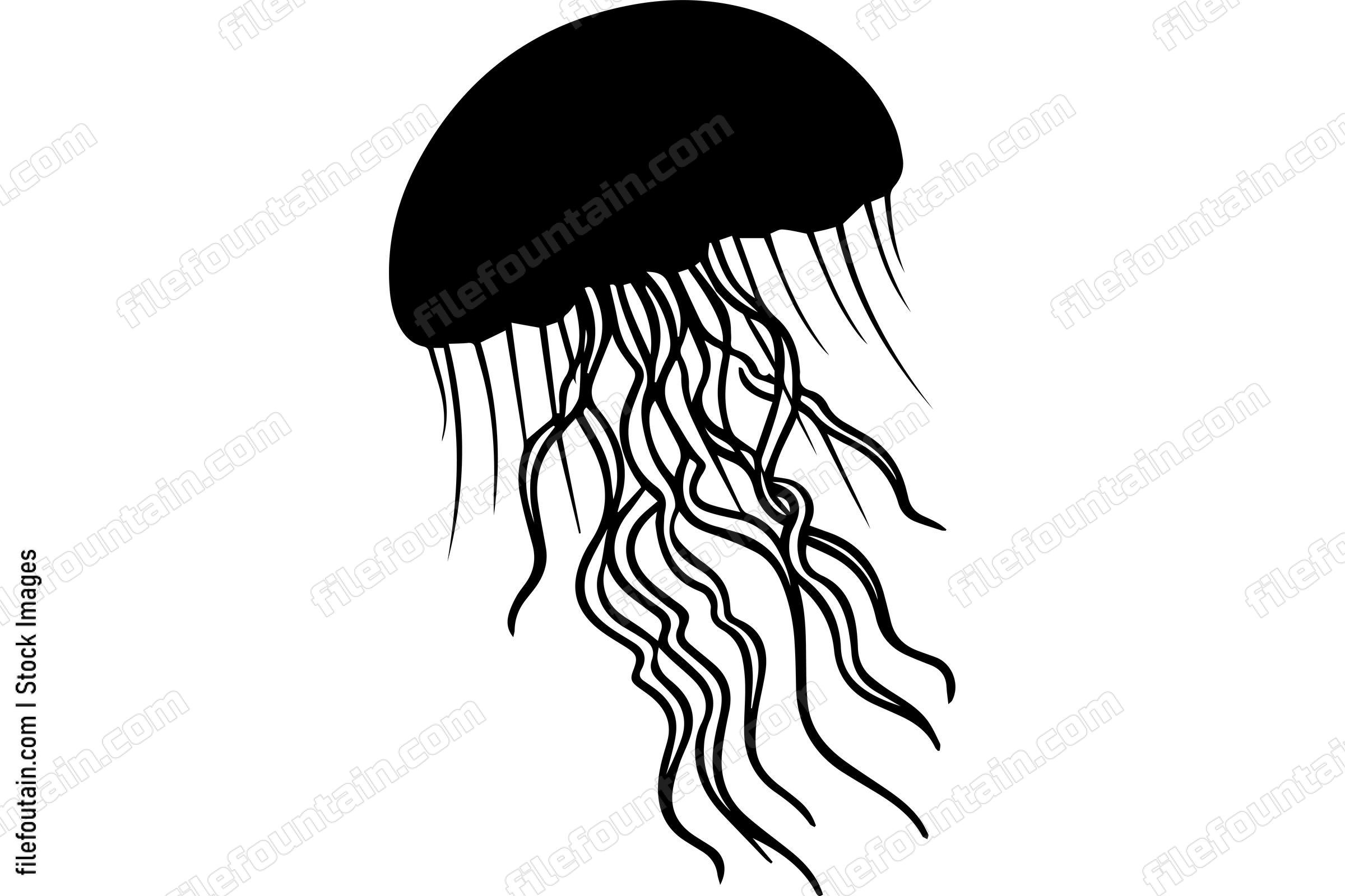 Jellyfish