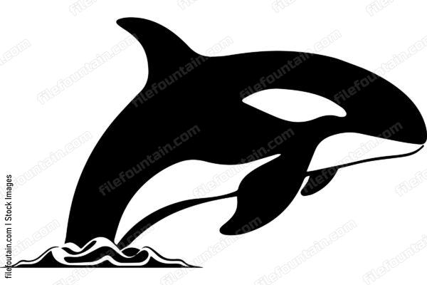 Killer Whale Orca