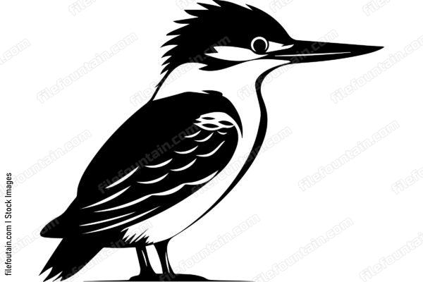 Kingfisher