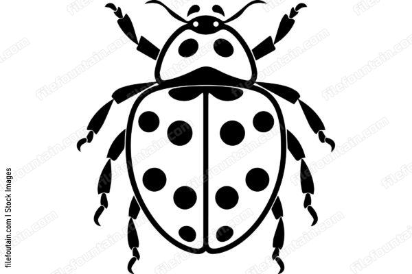 Ladybug