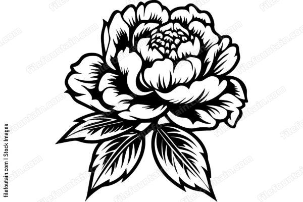 Light Peony Flower
