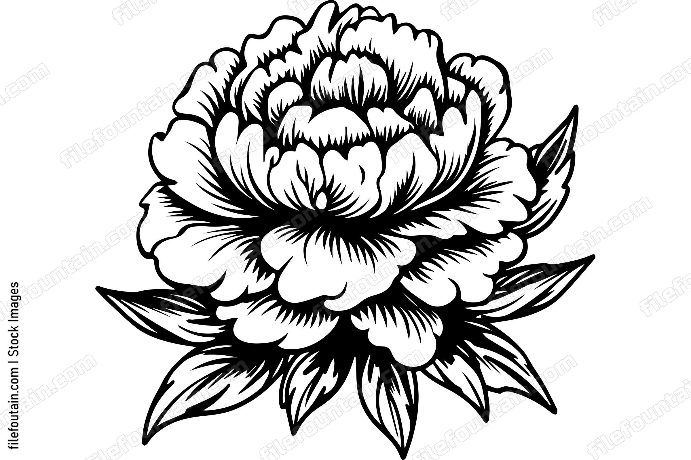 Light Peony Flower