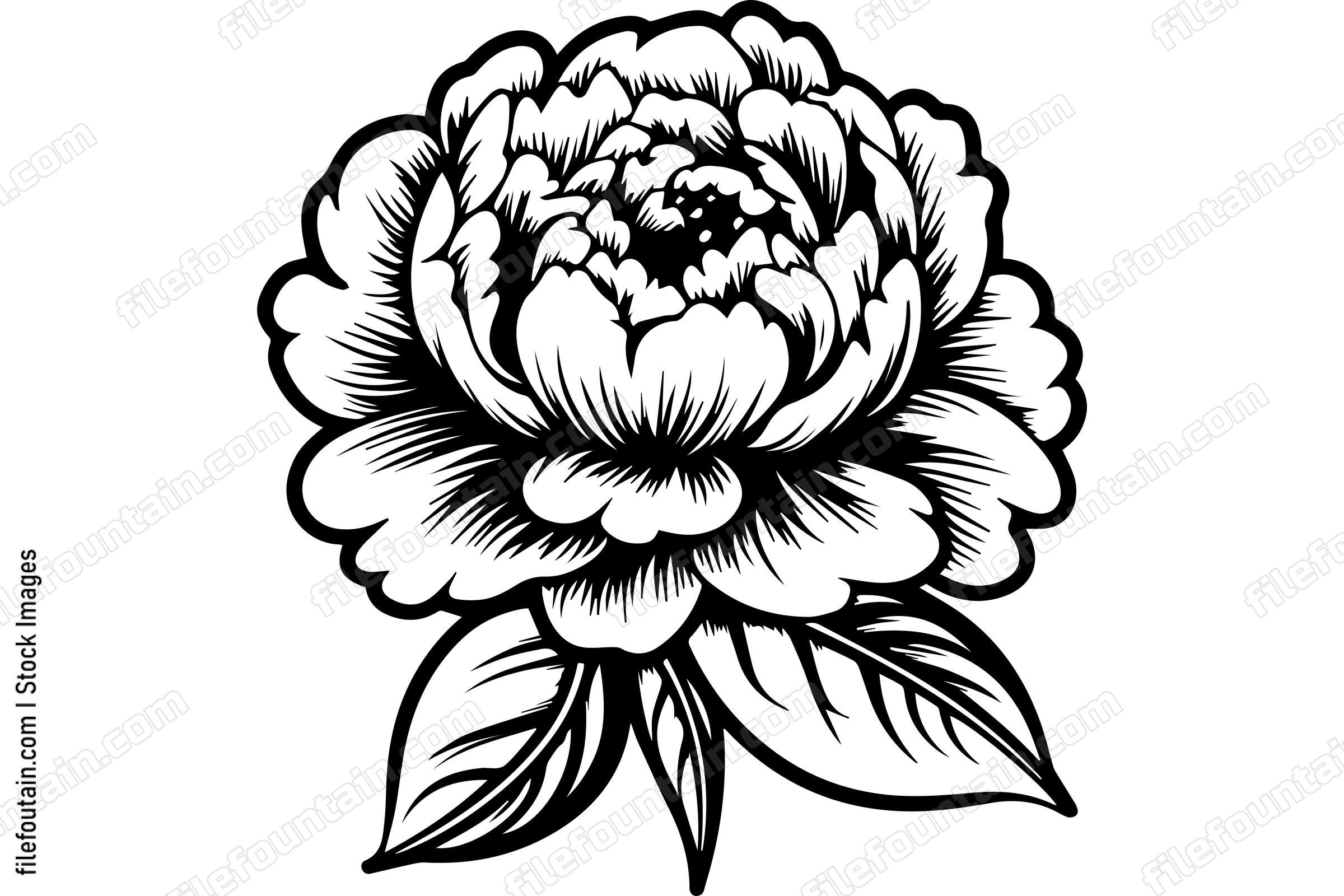 Light Peony Flower