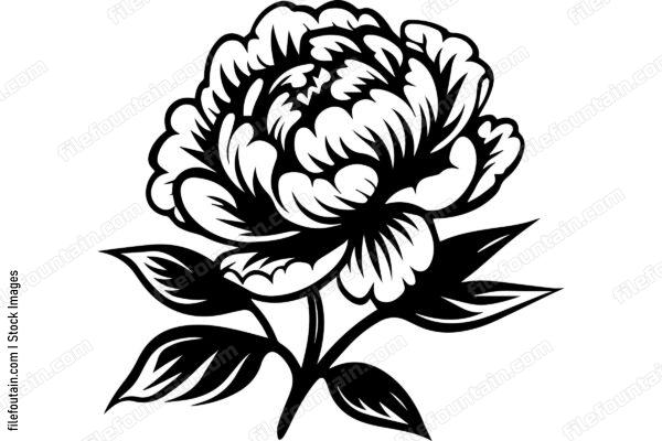 Light Peony Flower