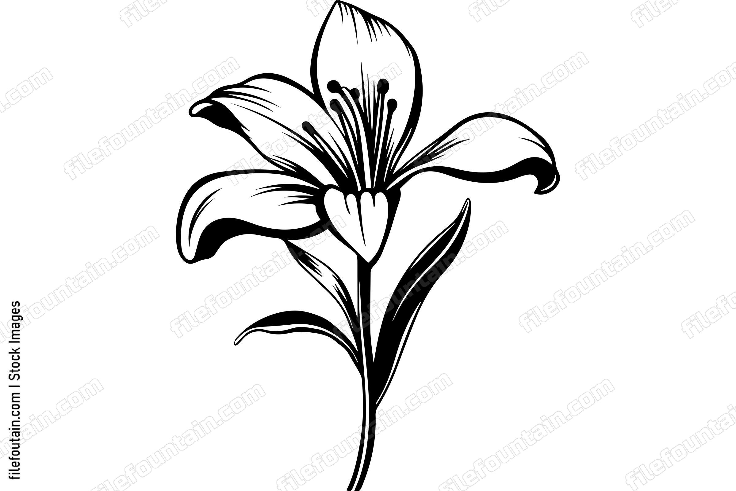 Lily Flower